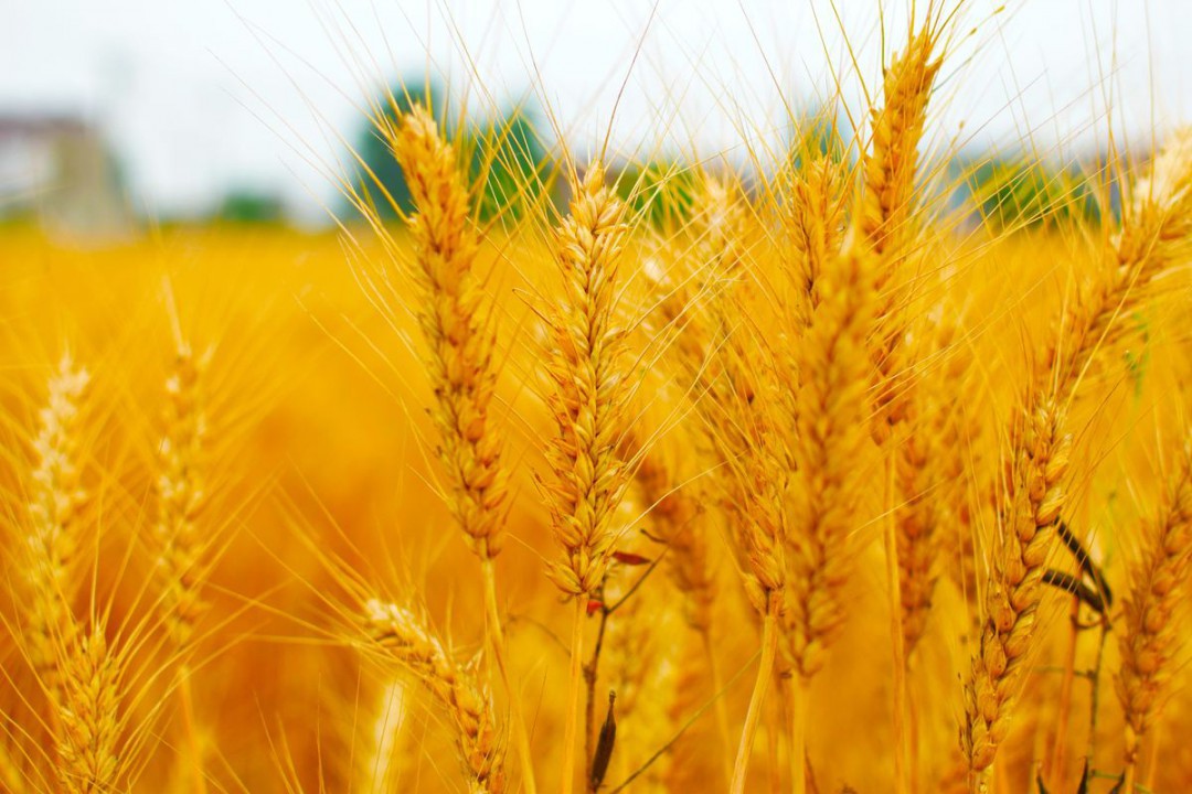 播撒天国的道种——查士丁生平与思想简述