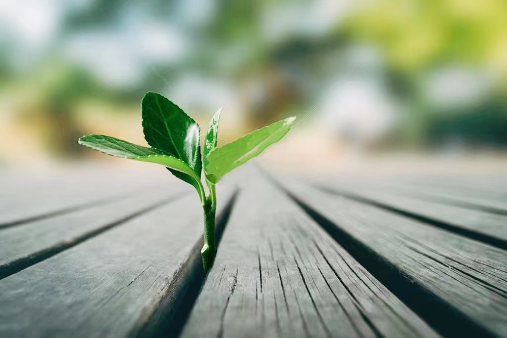 圣周默想（五） | 我是道路、真理、生命